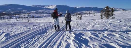 Langrennski: Hvilken type skal du velge? (kjøpeguide) – illustrasjon
