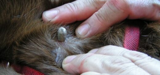 Hvordan virker flåttmiddel for hund? – illustrasjon