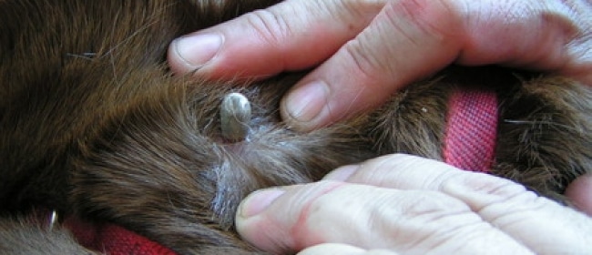 Hvordan virker flåttmiddel for hund? – illustrasjon
