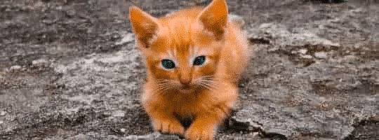 Tips til deg som skal anskaffe katt – illustrasjon