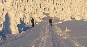 Hvilken lengde p&aring; langrennski? &ndash; illustrasjon 1